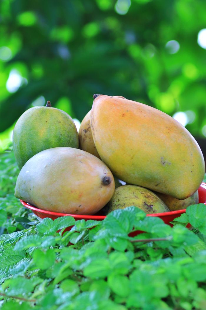 Mastering the First Impression: Your intriguing post title goes here Fresh mangoes in a red bowl surrounded by lush green leaves, symbolizing summer.