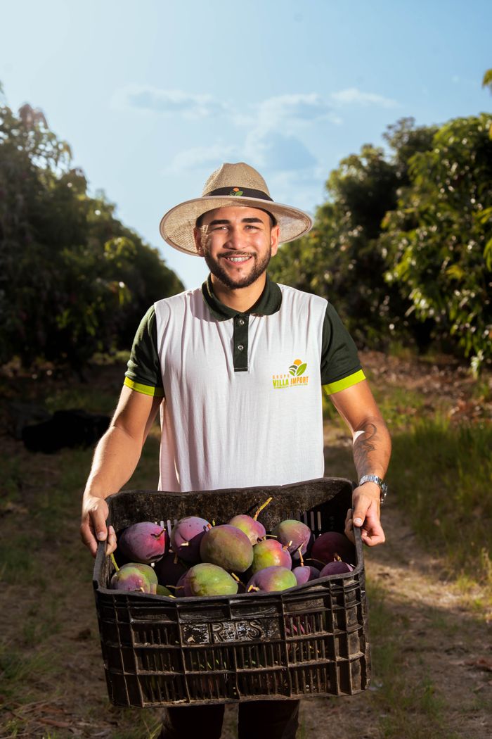 A cheerful farmer holding a crate of ripe mangoes in a sunny orchard.