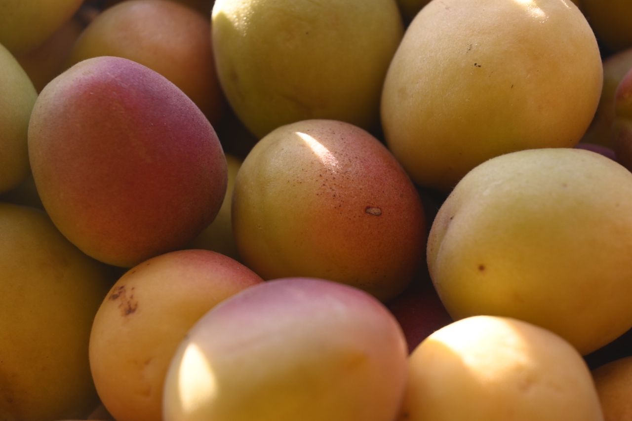 A vibrant collection of ripe, colorful mangos in soft natural light.