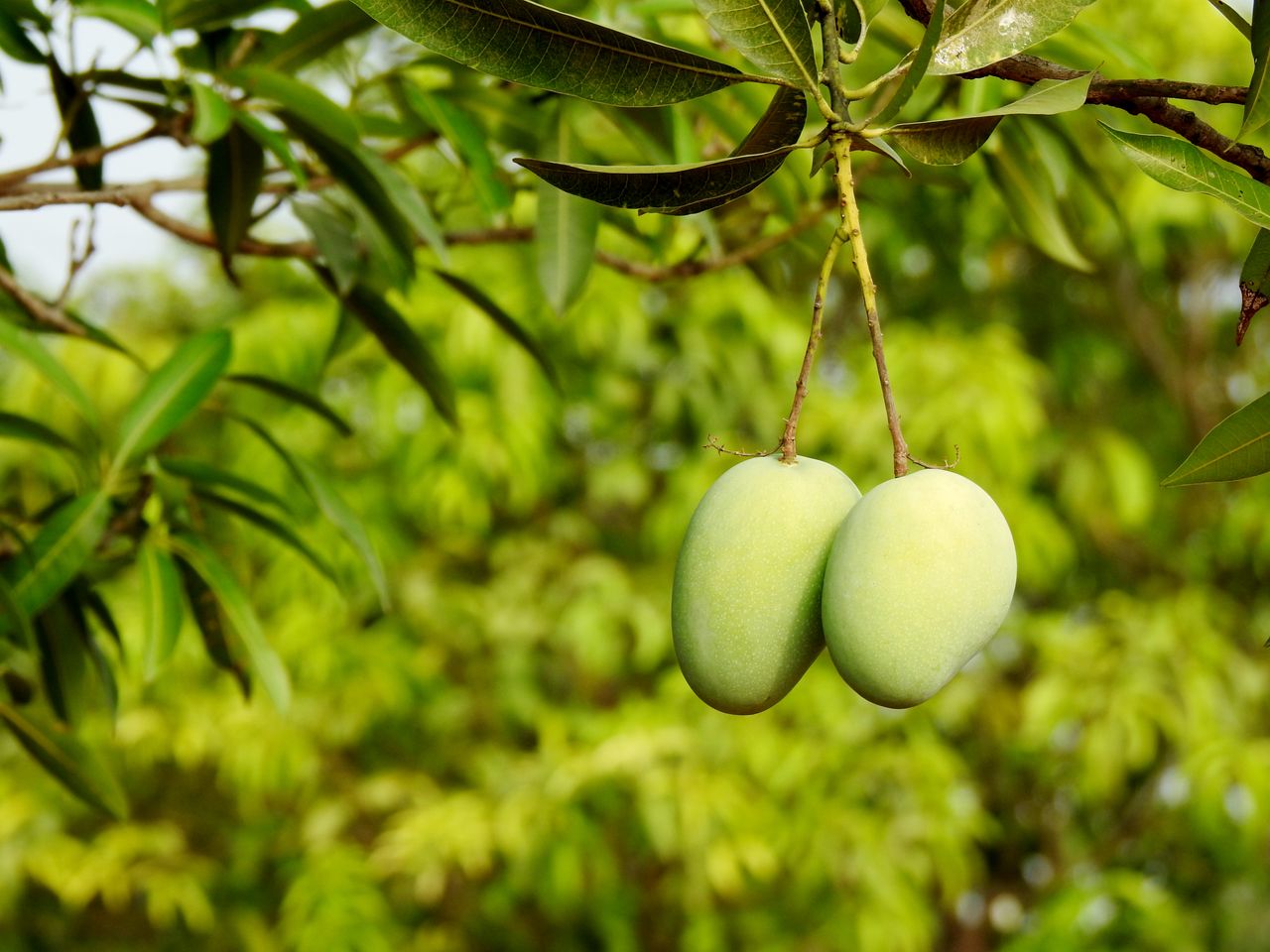 The Art of Drawing Readers In: Your attractive post title goes here Fresh green mangoes hanging from a branch in Hyderabad, India.