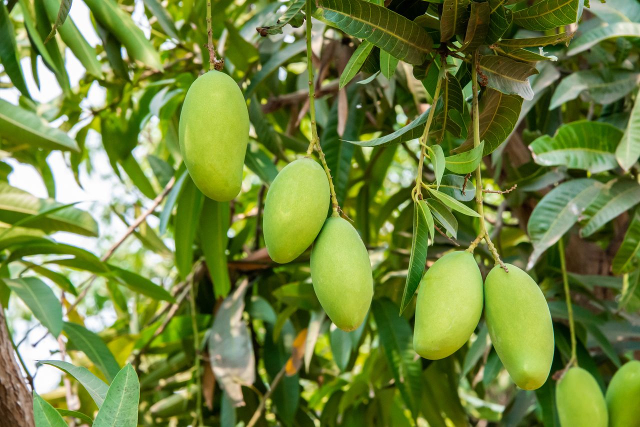 Cluster of ripe green mangoes hanging from a mango tree in Nuzividu, India, showcasing agricultural abundance.